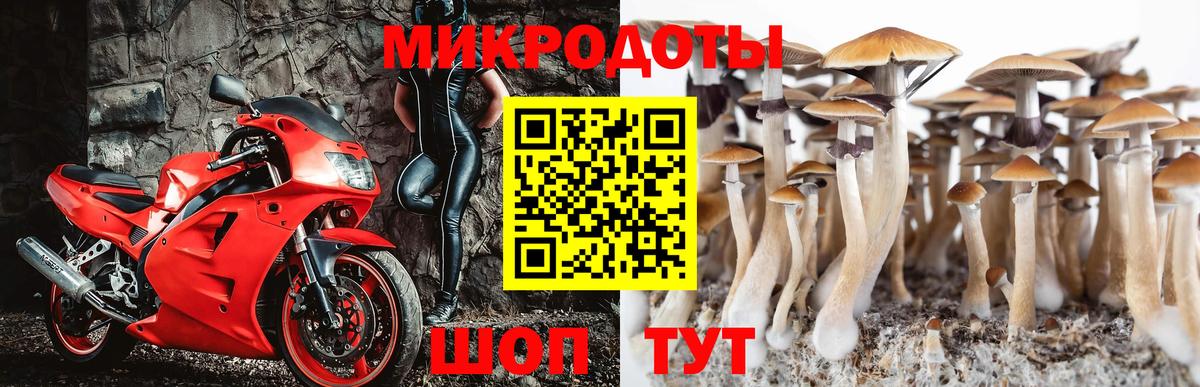 Котовск  Псилоцибиновые грибы Psilocybe  Вход с VPN 